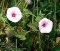 Convolvulus_althaeoides_469