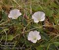 Convolvulus_arvensis_a4319