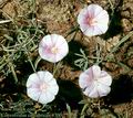 Convolvulus_cantabricus_4700