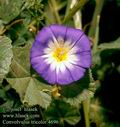 Convolvulus_tricolor_4696