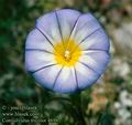 Convolvulus_tricolor_4698