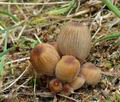 Coprinellus_hiascens_am2404