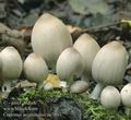 Coprinus_acuminatus_ac7603