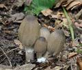 Coprinus_acuminatus_bs7368