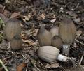 Coprinus_acuminatus_bs7375