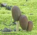 Coprinus_angulatus_ac7271