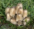 Coprinus_atramentarius_a7453