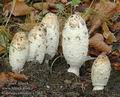 Coprinus_comatus_a7264