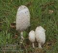 Coprinus_comatus_UK:_Shaggy_Mane_DK:_Paryk-blækhat_FI:_suomumustesieni_FR:_coprin_chevelu_NL:_Geschubde_inktzwam_IT:_Coprino_Chiomato_HU:_Gyapjas_tintagomba_DE:_Schopftintling_PL:_czernidłak_kołpakowaty_SK:_Hnojník_obyčajný_CZ:_hnojník_obecný_ES:_Seta_barbuda_SE:_Fjällig_bläcksvamp_NO:_Matblekksopp