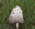 Coprinus_comatus_a7622