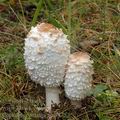 Coprinus_comatus_am1475