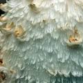 Coprinus_comatus_am1481