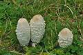 Coprinus_comatus_bv6614