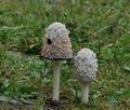 Coprinus_comatus_ca2713