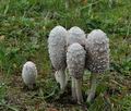 Coprinus_comatus_ca2717