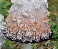 Coprinus_comatus_ca2727