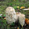 Coprinus_comatus_eb4889