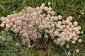 Coprinus_disseminatus_UK:_Fairy_Ink_Cap_DK:_Bredsået_blækhat_FI:_parvimustesieni_FR:_Coprin_disséminé_NL:_Zwerminktzwam_IT:_Coprino_sparso_HU:_Sereges_tintagomba_DE:_Gesäter_Tintling_PL:_czernidłak_gromadny_SK:_Hnojník_rozosiaty_CZ:_hnojník_nasetý_SE:_Stubbläcksvamp_SYN:_Psathyrella_disseminata_Pseudocoprinus_NO:_Stubbeblekksopp