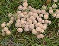 Coprinus_disseminatus_UK:_Fairy_Ink_Cap_DK:_Bredsået_blækhat_FI:_parvimustesieni_FR:_Coprin_disséminé_NL:_Zwerminktzwam_IT:_Coprino_sparso_HU:_Sereges_tintagomba_DE:_Gesäter_Tintling_PL:_czernidłak_gromadny_SK:_Hnojník_rozosiaty_CZ:_hnojník_nasetý_SE:_Stubbläcksvamp_SYN:_Psathyrella_disseminata_Pseudocoprinus_NO:_Stubbeblekksopp