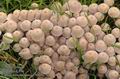 Coprinus_disseminatus_a7942