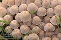 Coprinus_disseminatus_UK:_Fairy_Ink_Cap_DK:_Bredsået_blækhat_FI:_parvimustesieni_FR:_Coprin_disséminé_NL:_Zwerminktzwam_IT:_Coprino_sparso_HU:_Sereges_tintagomba_DE:_Gesäter_Tintling_PL:_czernidłak_gromadny_SK:_Hnojník_rozosiaty_CZ:_hnojník_nasetý_SE:_Stubbläcksvamp_SYN:_Psathyrella_disseminata_Pseudocoprinus_NO:_Stubbeblekksopp