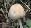 Coprinus_domesticus_aa7405