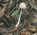 Coprinus_domesticus_aa7411