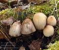 Coprinus domesticus bf2979