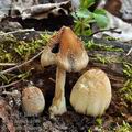 Coprinus domesticus bf2996