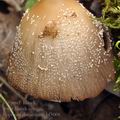 Coprinus domesticus bf3008