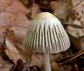 Coprinus_impatiens_cr7990s