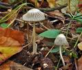 Coprinus_impatiens_cr7996