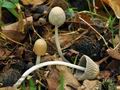 Coprinus_impatiens_cr8009