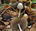 Coprinus_impatiens_cr8014