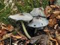 Coprinus_insignis_cz3433