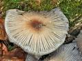 Coprinus_insignis_cz3439