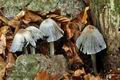 Coprinus_insignis_cz3442