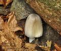 Coprinus_insignis_cz3445