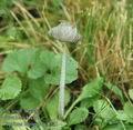 Coprinus_lagopus_ac8325