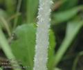 Coprinus_lagopus_ac8363