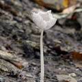 Coprinus_lagopus_am1028