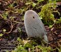 Coprinus_lagopus_cr4998s