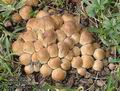 Coprinus_micaceus_UK:_Mica_Cap_DK:_Glimmer-blækhat_FI:_kiillemustesieni_FR:_coprin_micacé_NL:_Gewone_glimmerinktzwam_IT:_Coprino_micaceo_HU:_Kerti_tintagomba_DE:_Glimmertintling_PL:_czernidłak_błyszczący_SK:_Hnojník_ligotavý_CZ:_hnojník_třpytivý_SE:_Glitterbläcksvamp_NO:_Glimmerblekksopp