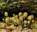 Coprinus_micaceus_br5158