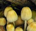 Coprinus_micaceus_br5160