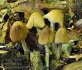 Coprinus_micaceus_bu0051