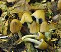 Coprinus_micaceus_bu0058