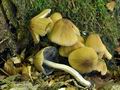 Coprinus_micaceus_bu0061