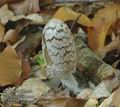 Coprinus_picaceus_ac8685