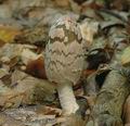 Coprinus_picaceus_ac8694